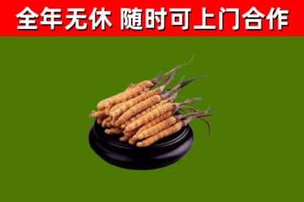 雅江烟酒回收冬虫夏草.jpg